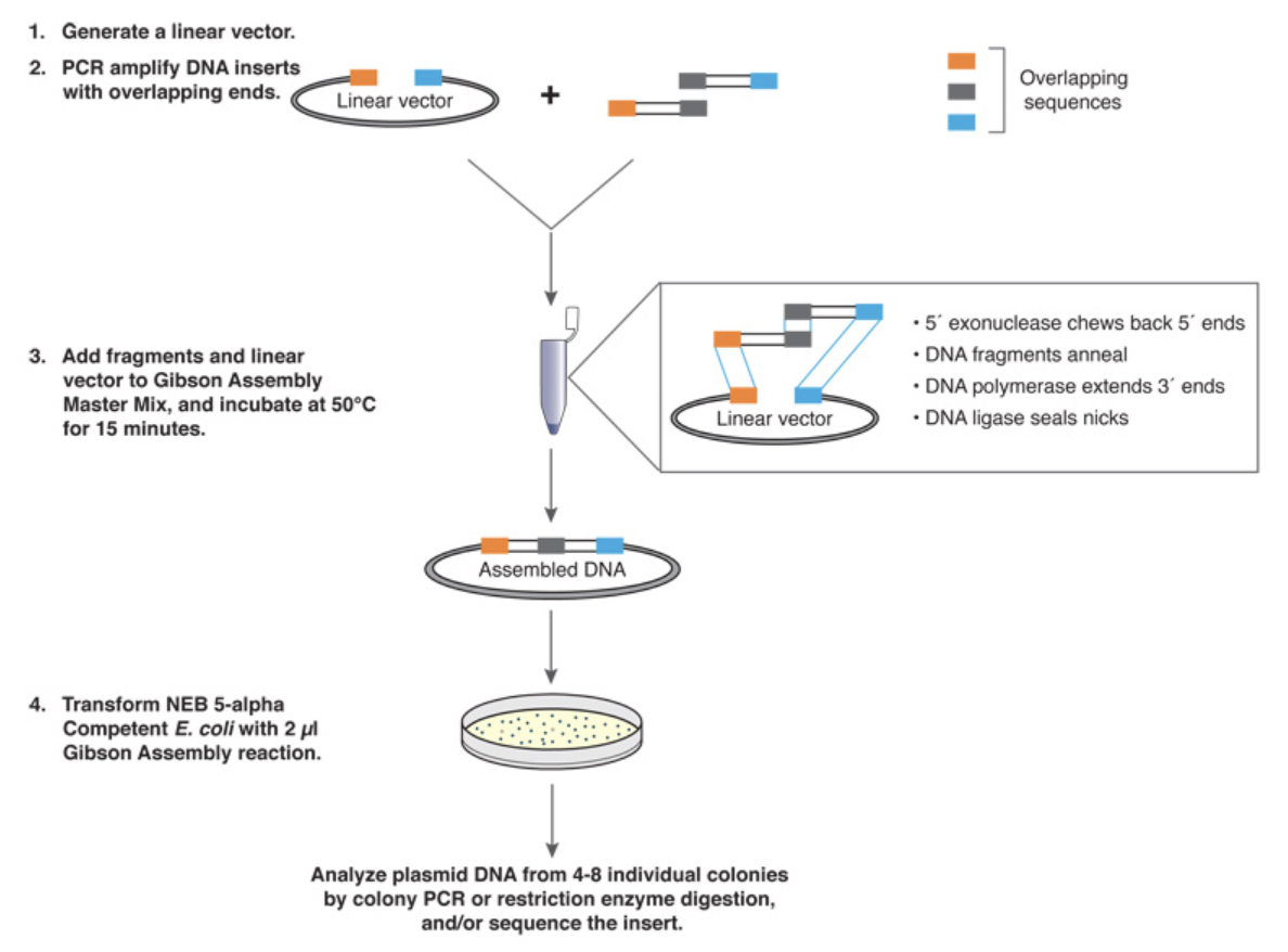 【生命科学】Gibson assembly【用語解説】 バイオインフォの森